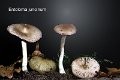 Entoloma juncinum-amf1990